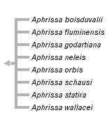 taxon links