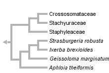 taxon links