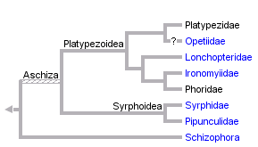 taxon links