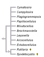 taxon links