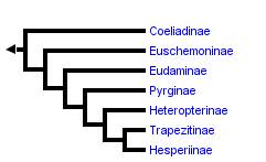 taxon links