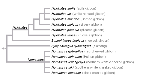 taxon links