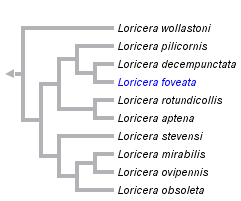 taxon links