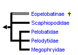 taxon links