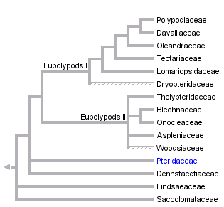 taxon links