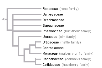 taxon links