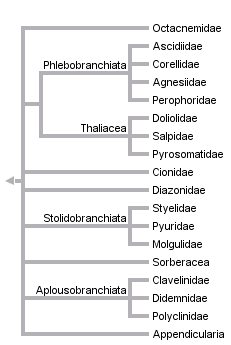 taxon links