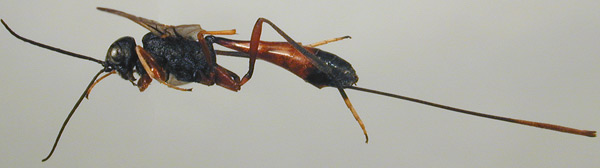 Aulacus sp.