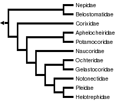 Nepomorpha tree from Hebsgaard et al. 2004