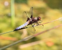 Broad-bodied chaser dragonfly