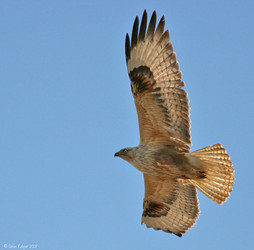 Long-legged Buzzard 