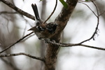 hawaii elepaio perched