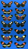 mimetic Heliconius butterflies