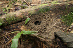 Nest of Diacamma sp.