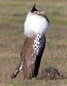 Kori bustard (Ardeotis kori) male display, Ngorongoro, Tanzania