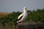 masked booby perched