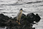 black crowned night heron