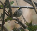 golden crowned sparrow singing