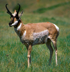 male pronghorn