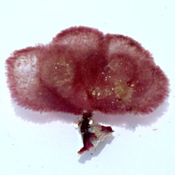 Gibsmithia hawaiiensis