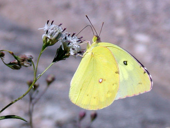 Zerene cesonia, Southern dogface