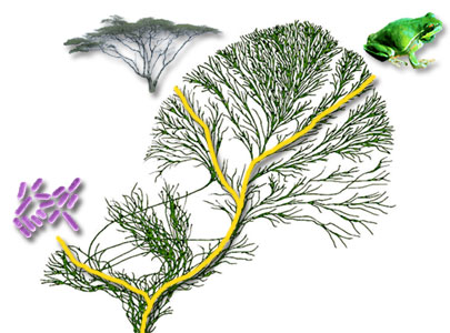 All organisms are related by the passage of genes along the branches of the Tree of Life